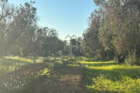 Helårsgrund i Carovigno, Brindisi, Carovigno - € 85.000 | Ref: TER.GROTTAMIRAN - foto 7